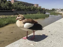 oca del nilo nel rio manzanares nel parco di rio madrid, madrid, spagna foto