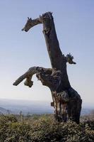 quercia da sughero morta nella sierra de gredos, provincia di avila, castilla y leon, spagna foto