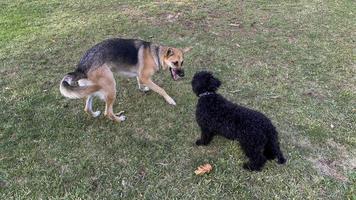 combattimento di cani nel parco di madrid rio, madrid, spagna foto