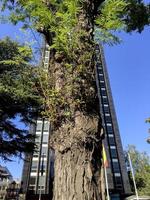 gli alberi coesistono con gli edifici a madrid, in spagna foto