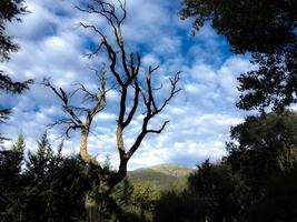 silhouette di alberi sullo sfondo del cielo autunnale e nuvoloso a piedralaves, provincia di avila, castilla y leon, spagna foto