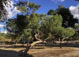 magnifici alberi nel parco del retiro a madrid, in spagna foto