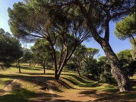 pineta a madrid, spagna foto