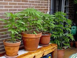 coltivazione di cannabis su una terrazza a madrid foto