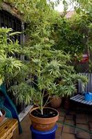 coltivazione di cannabis su una terrazza a madrid foto