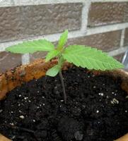 coltivazione di cannabis su una terrazza a madrid foto