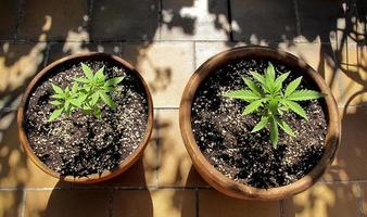 coltivazione di cannabis su una terrazza a madrid foto