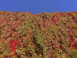 l'edera inizia ad arrossire in autunno foto