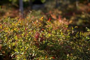 vegetazione in autunno foto