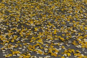 foglie d'autunno sul terreno foto