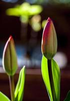 fiori di tulipano in fiore, madrid spagna foto