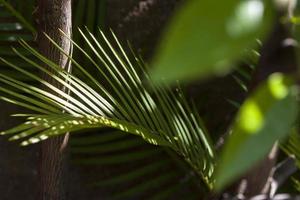 foglie di palma in un giardino terrazzato a madrid, spagna