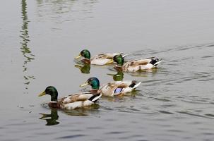 anatre che nuotano sul fiume Lot in francia foto