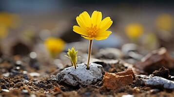 un' piccolo giallo fiore è in crescita su di un' roccia generativo ai foto