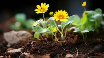 tre giallo fiori in crescita su di il terra generativo ai foto