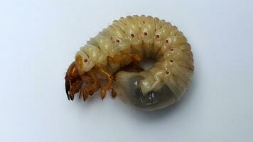 melolontha ippocastani. melolontha ippocastani larvale. insetto peste. scarafaggio larva su un' bianca sfondo foto