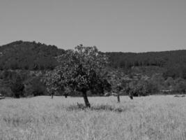 il isola di ibiza foto