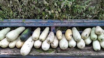 zucchine. raccogliere di zucchine su un vecchio rurale panchina foto