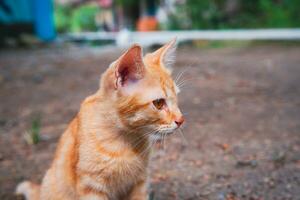 ritratto di un' carino domestico Oren gattino foto