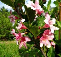 gelsomino fiore in fiore con foglie, natura vivente naturale foto