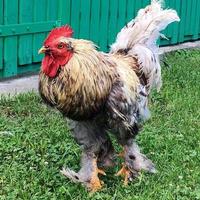 gallo uccello in cerca di cibo nell'erba verde foto