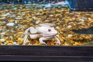 albino rana nel il acqua foto