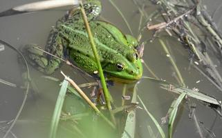 una grande rana verde su una riva erbosa foto