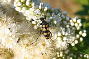 un piccolo scarabeo striato striscia su fiori bianchi foto