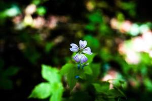 fiore di geranio nodoso foto