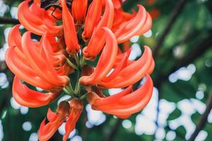 Close up new guinea creeper o vite di giada rossa, fiori d'arancio. foto