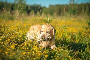 labrador trasporta un' bastone per il proprietario attraverso un' campo di fiori foto