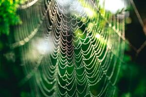 naturale sfondo. ragnatele nel rugiada gocce su un' verde pianta foto