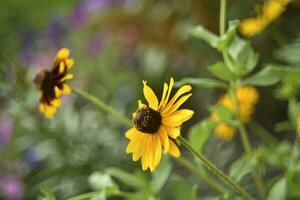 rudbeckia laciniata. giallo rosso fiori su un' verde cespuglio. estate giardino. foto