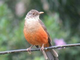 sabia laranjeira nome scientifico turdus rufiventris foto