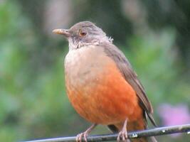 sabia laranjeira nome scientifico turdus rufiventris foto