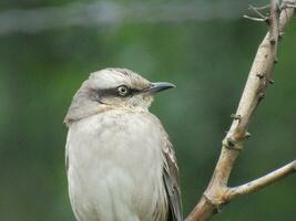 sabiadocampo nome scientifico mimo saturnino foto