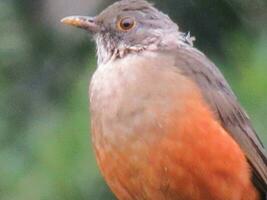 sabia laranjeira nome scientifico turdus rufiventris foto