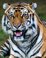 foto avvicinamento paesaggio tiro di un' Bengala tigre con verde erba