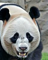 foto di gigante panda, il gigante panda è in via di estinzione specie