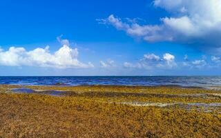 bellissimo caraibico spiaggia totalmente sporco sporco cattiva alga marina problema Messico. foto