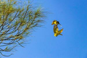 grande kiskadee volante e giocando a tropicale caraibico albero natura. foto