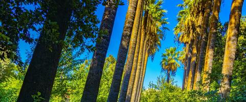 estremamente alto bellissimo palma alberi e blu cielo Atene Grecia. foto