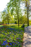 lisse Sud Olanda Olanda 2014 colorato fiori tulipani giunchiglie nel keukenhof parco lisse Olanda Olanda. foto