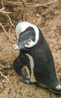 Sud africano pinguini colonia di dagli occhiali pinguini pinguino capo cittadina. foto