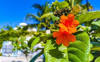 kou cordia subcordata albero fiorito con fiori d'arancio in messico. foto