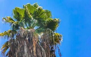 tropicale naturale palma albero palme blu cielo nel Messico. foto