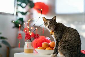 gatto preparare Cinese nuovo anno celebrazioni a casa. carino domestico capelli corti gatto mettendo tradizionale pendente per il Cinese lunare nuovo anno per bene fortuna. Cinese parola si intende benedizione foto