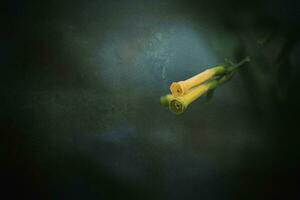 piccolo fiore di un' cespuglio su un' buio sfondo foto