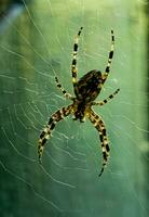 femmina araneus cavatico su un' ragnatela. attraversare ragni siamo notturno. sfocato verde sfondo. foto