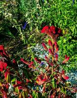 crestato cresta di gallo fiore, scientificamente conosciuto come celosia argentea cristata avere somiglianza per un' di gallo pettine, con vibrante, crestato, e arruffato fioriture quello venire nel un' gamma di colori viola. foto